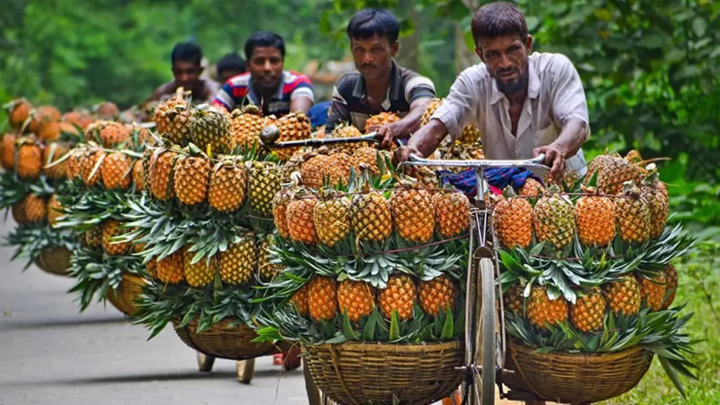 Pineapples of Madhupur