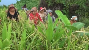 Cultivation Zoom
